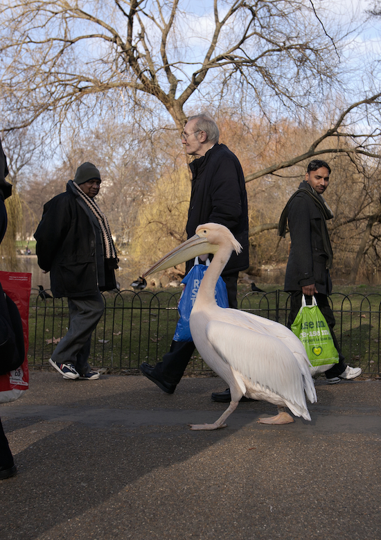 Pelican Dreams