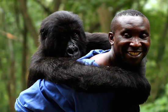 “VIRUNGA” “THE IRON MINISTRY” Among Camden International Film Festival and Points North 2014 winners