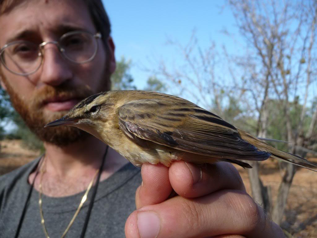 Songbird Documentary EMPTYING THE SKIES