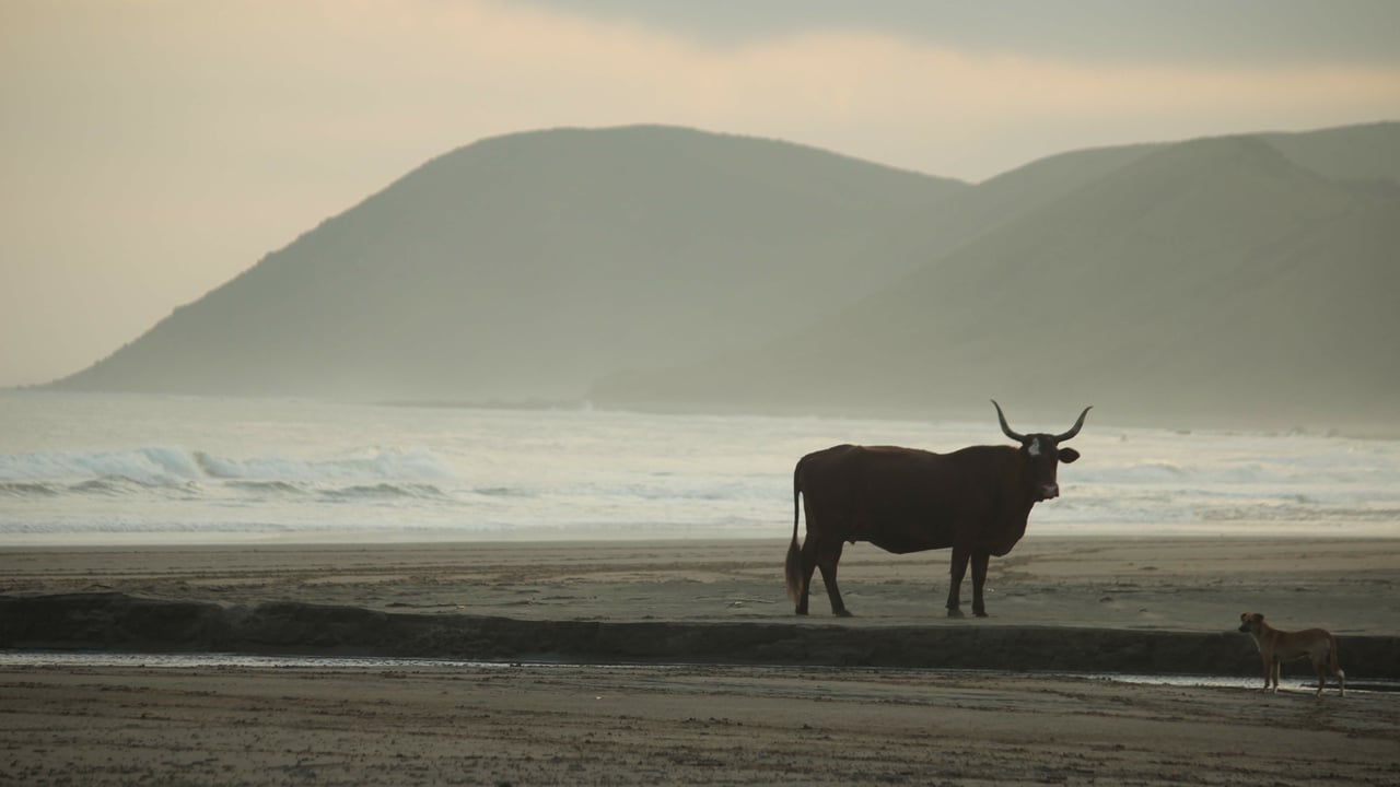 THE SHORE BREAK Wins Audience Award for Best South African Film at Encounters South African International Documentary Festival | TRAILER