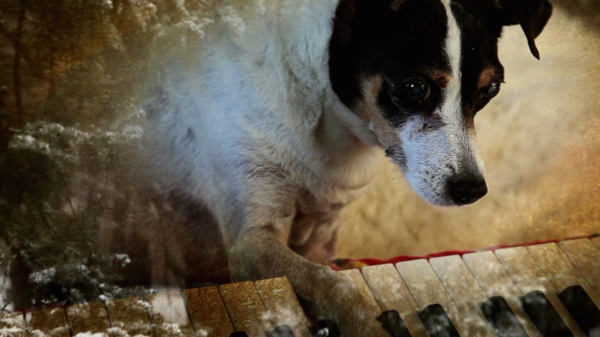 Laurie Anderson’s HEART OF A DOG to be Released by Abramorama and HBO Documentary Films