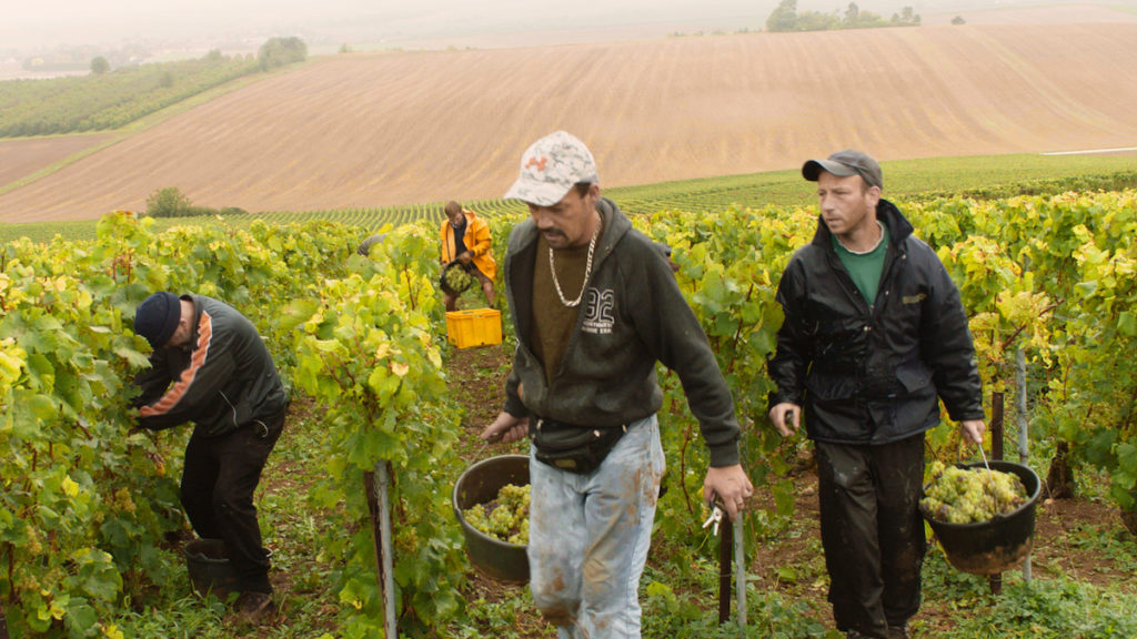 Film subjects picking grapes in Vas-y Coupe!, directed by Laura Naylor. Courtesy of By and By Productions