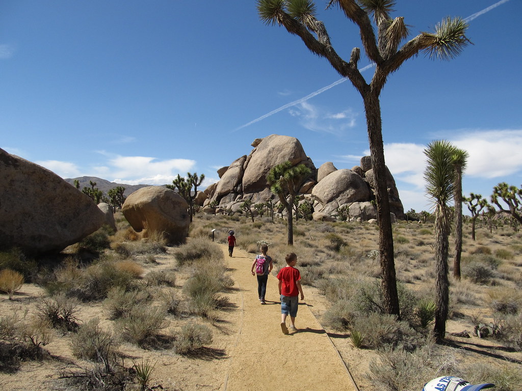 Cap Rock Hike, Joshua Tree National Park, California.