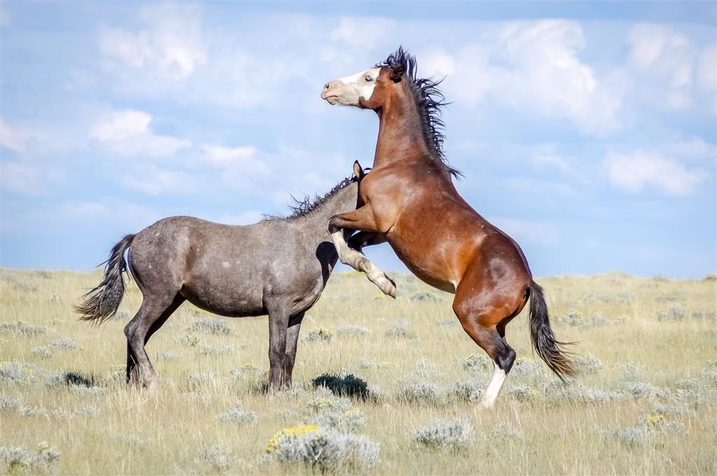 The Mustangs: America’s Wild Horses