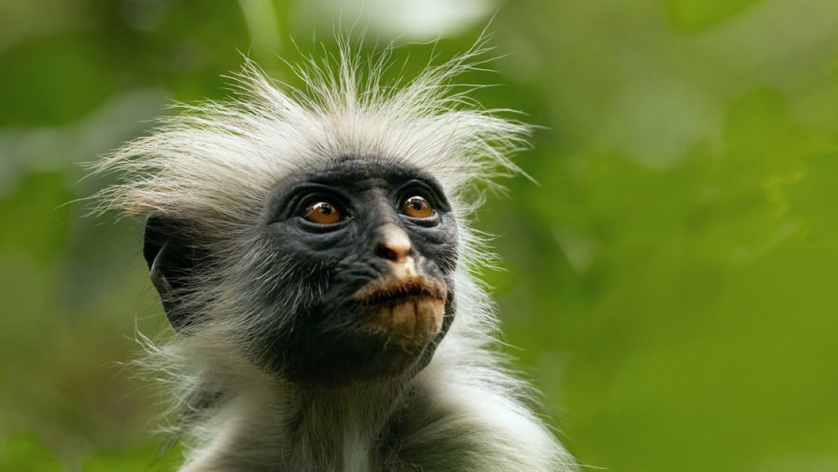 Colobus monkey in 'The Secret Lives of Animals'