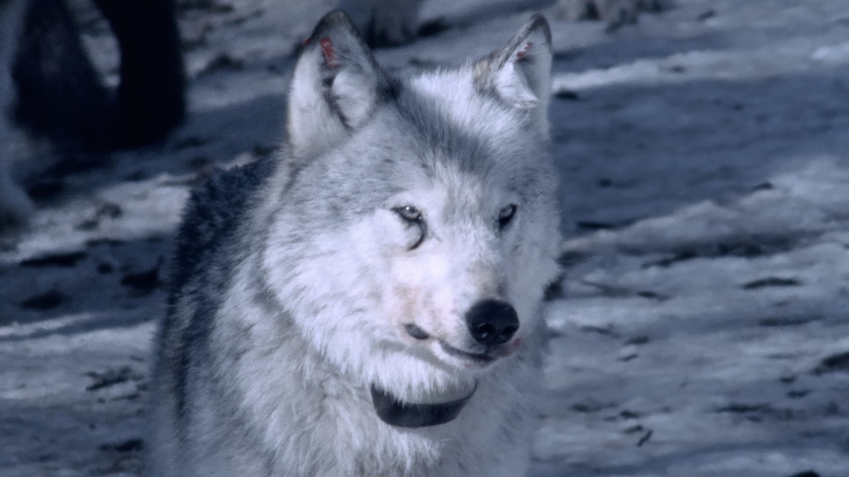 Lost Wolves Of Yellowstone