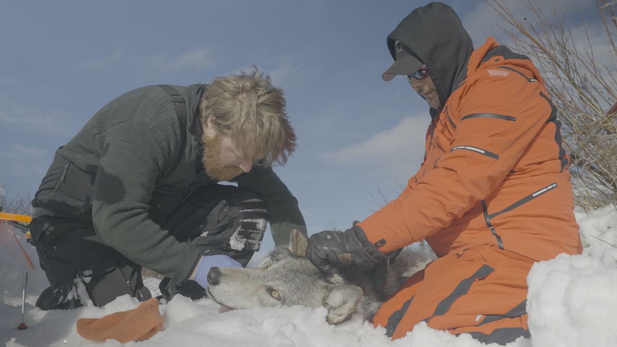 Wədzįh Nəne (Caribou Country)