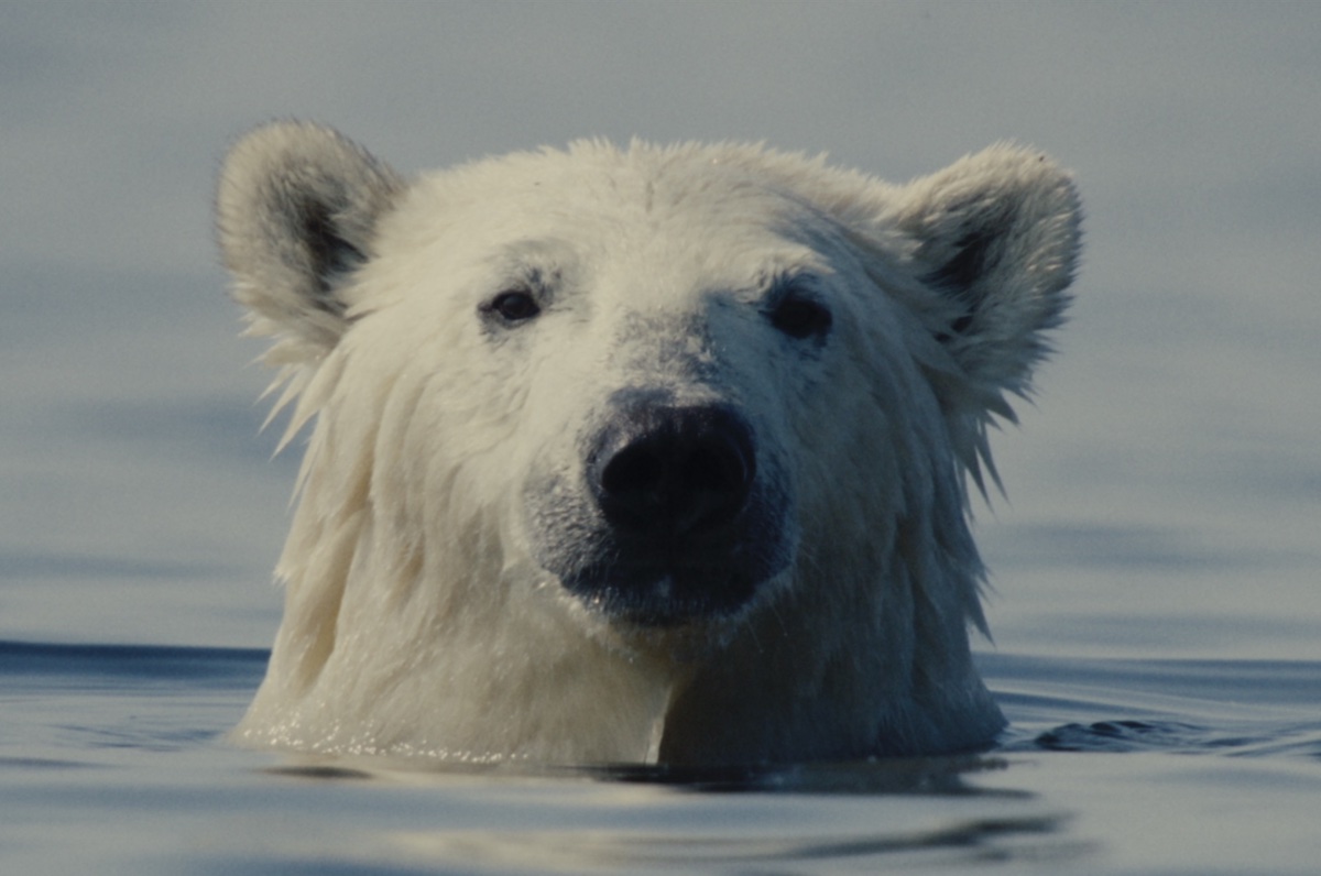 Nuisance Bear by Gabriela Osio Vanden and Jack Weisman 